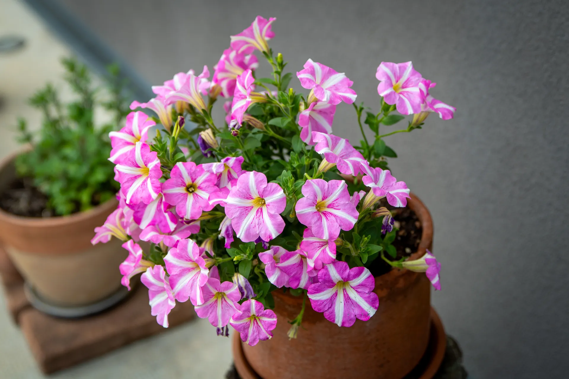 Petunie rosa e bianche in vaso di terracotta — fiori del giardino del B&B