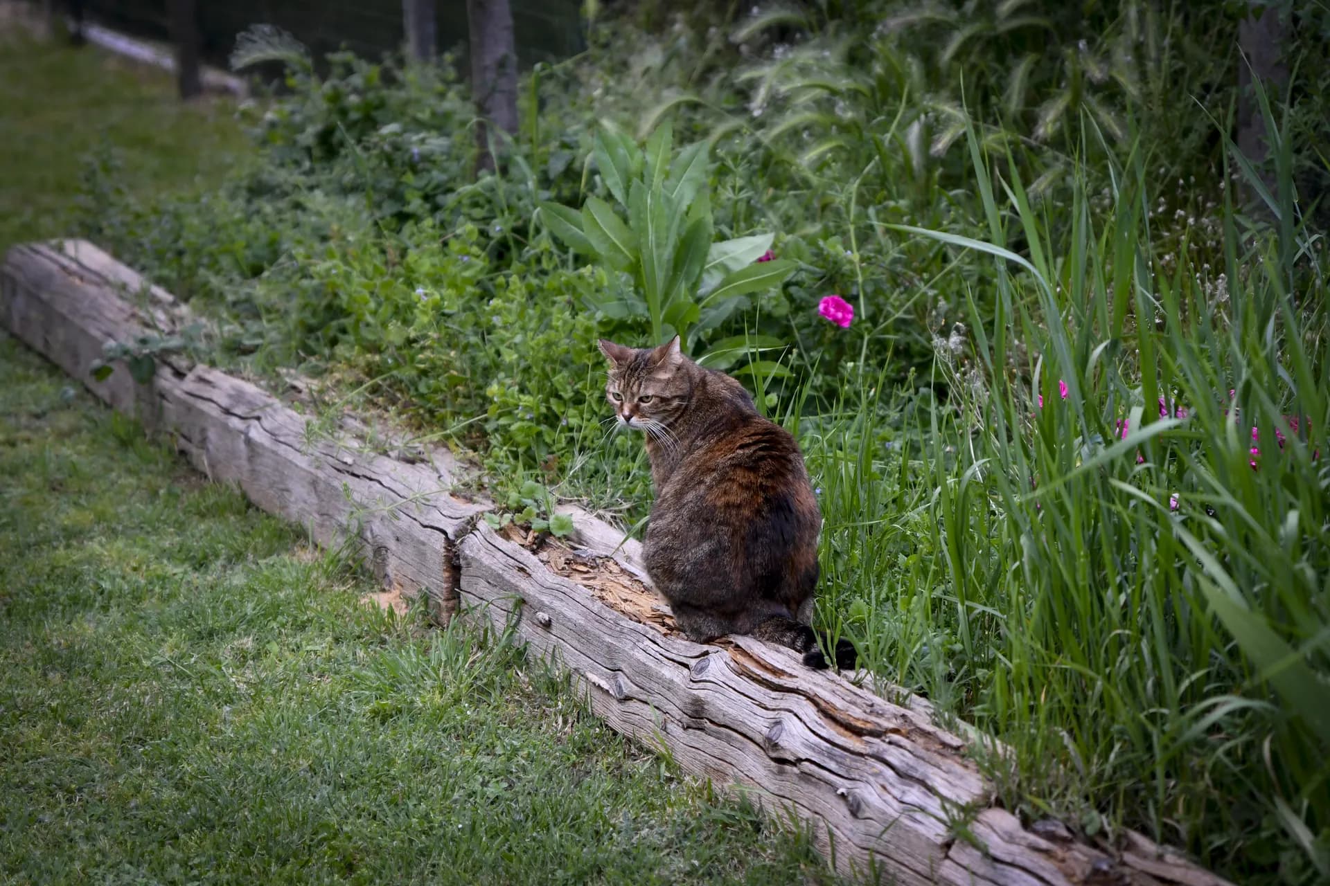 Gatto nel giardino all'inglese del B&B Zucchero sui Baffi tra piante e fiori