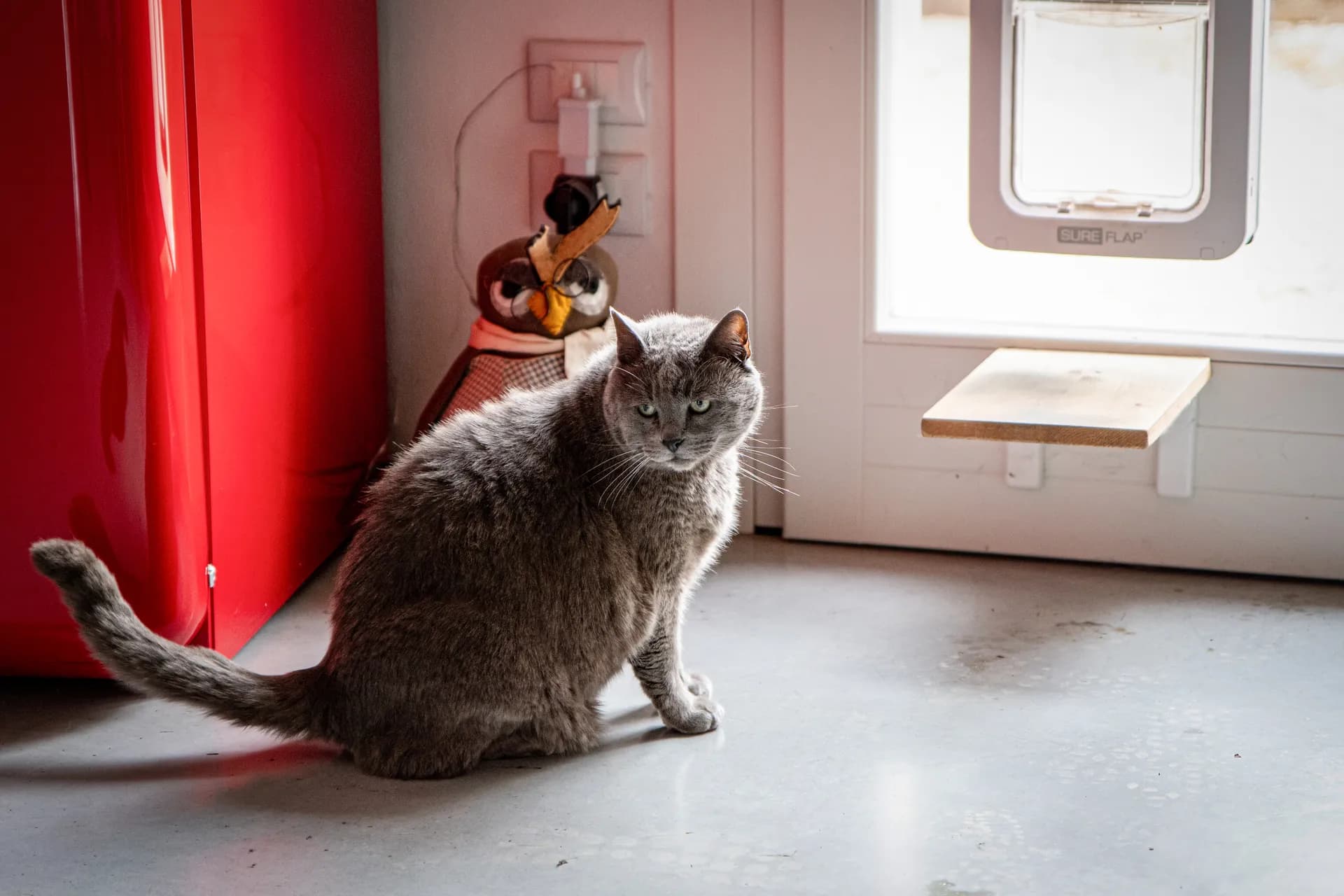 Grigio — Il principe del B&B Zucchero sui Baffi Mantova